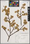 Foto von Salix caprea L.